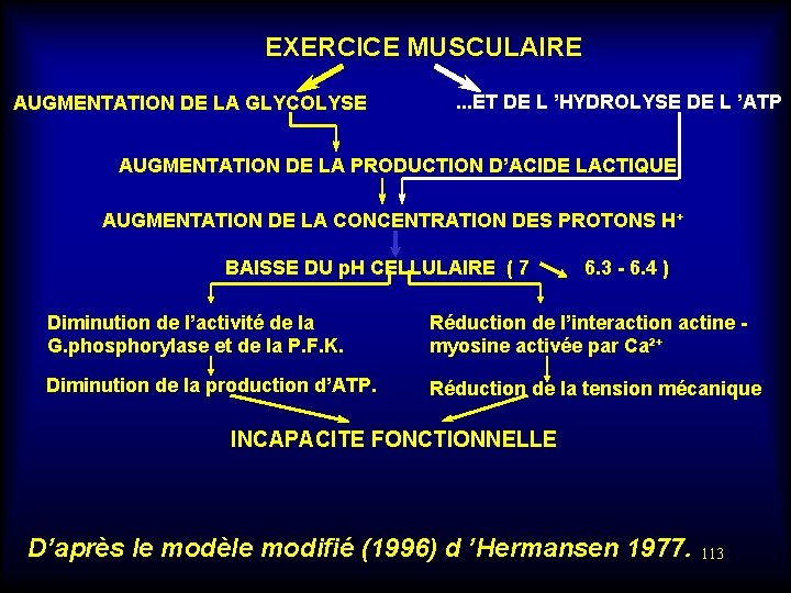 EXERCICE MUSCULAIRE AUGMENTATION DE LA GLYCOLYSE . . . ET DE L ’HYDROLYSE DE