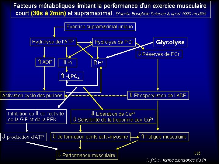 Facteurs métaboliques limitant la performance d’un exercice musculaire court (30 s à 2 min)