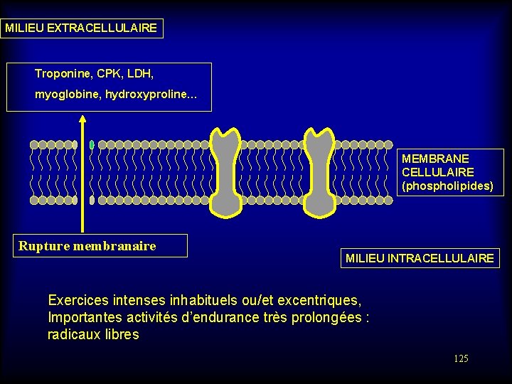 MILIEU EXTRACELLULAIRE Troponine, CPK, LDH, myoglobine, hydroxyproline… MEMBRANE CELLULAIRE (phospholipides) Rupture membranaire MILIEU INTRACELLULAIRE