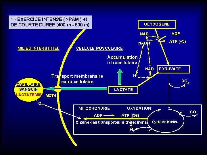 1 - EXERCICE INTENSE ( >PAM ) et DE COURTE DUREE (400 m -