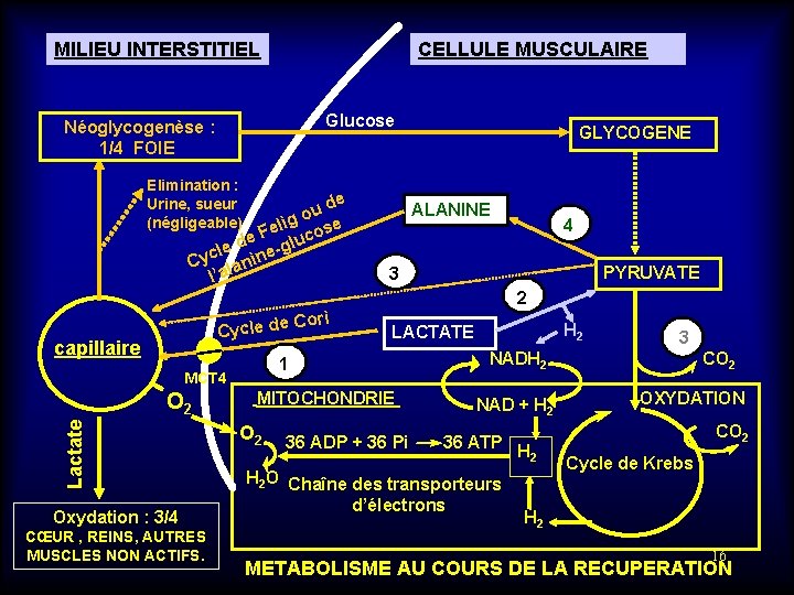 MILIEU INTERSTITIEL CELLULE MUSCULAIRE Glucose Néoglycogenèse : 1/4 FOIE Elimination : Urine, sueur (négligeable)