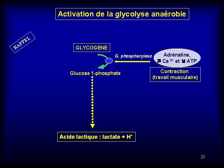 Activation de la glycolyse anaérobie L RA E PP GLYCOGENE + G. phosphorylase Glucose