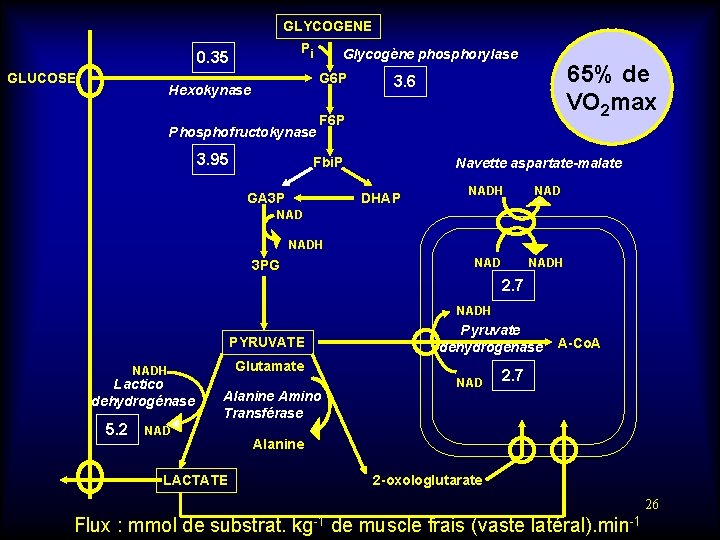 GLYCOGENE Pi 0. 35 GLUCOSE Glycogène phosphorylase G 6 P Hexokynase Phosphofructokynase 3. 95