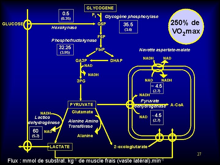 GLYCOGENE 0. 5 Pi (0. 35) GLUCOSE Glycogène phosphorylase G 6 P Hexokynase 250%