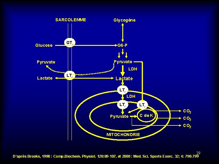 SARCOLEMME Glucose GTi Glycogène G 6 -P Pyruvate LDH Lactate LTi LDH LTi Pyruvate