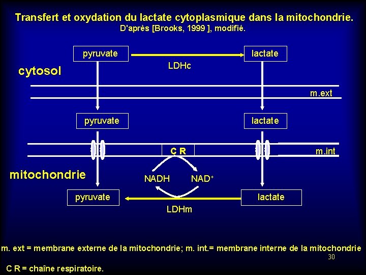  Transfert et oxydation du lactate cytoplasmique dans la mitochondrie. D'après [Brooks, 1999 ],