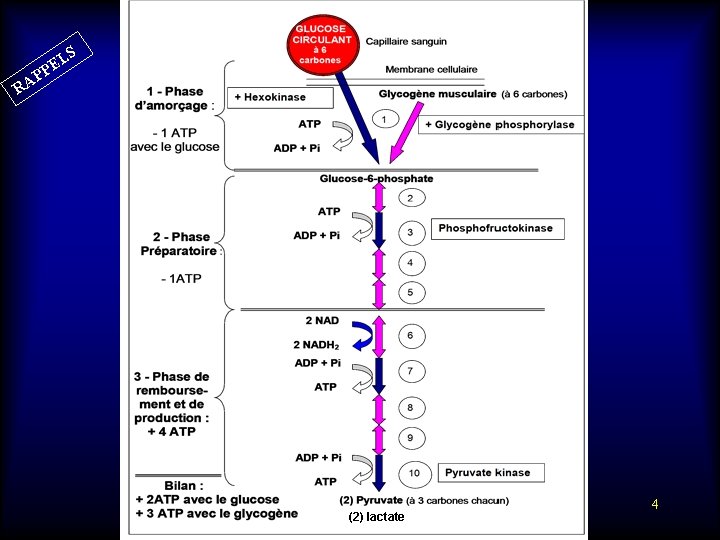 LS E PP A R (2) lactate 4 