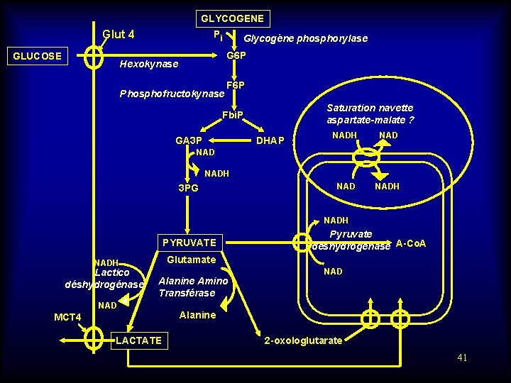 GLYCOGENE Glut 4 GLUCOSE Pi Glycogène phosphorylase G 6 P Hexokynase Phosphofructokynase F 6