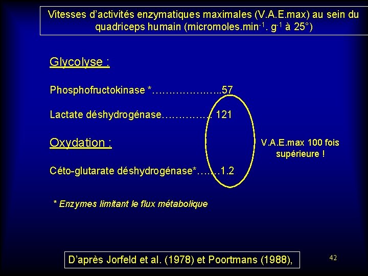Vitesses d’activités enzymatiques maximales (V. A. E. max) au sein du quadriceps humain (micromoles.