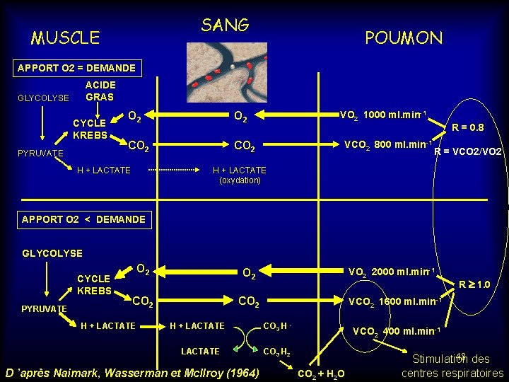 SANG MUSCLE POUMON APPORT O 2 = DEMANDE ACIDE GRAS GLYCOLYSE CYCLE KREBS PYRUVATE