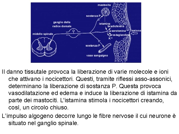 Il danno tissutale provoca la liberazione di varie molecole e ioni che attivano i