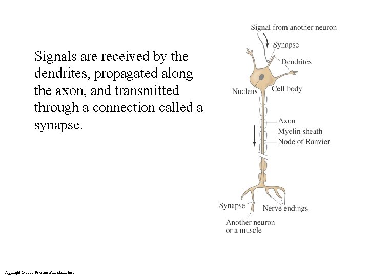 Signals are received by the dendrites, propagated along the axon, and transmitted through a