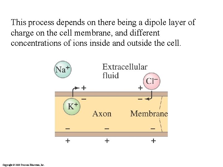 This process depends on there being a dipole layer of charge on the cell