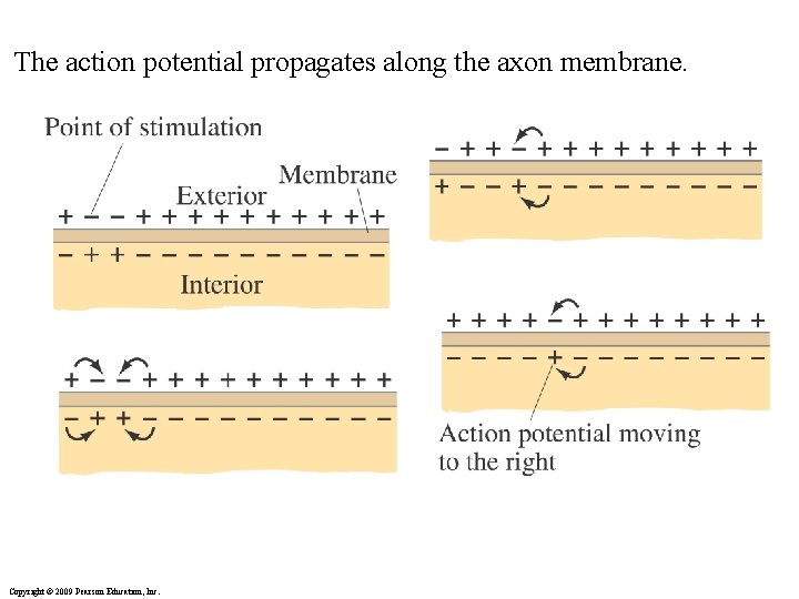 The action potential propagates along the axon membrane. Copyright © 2009 Pearson Education, Inc.