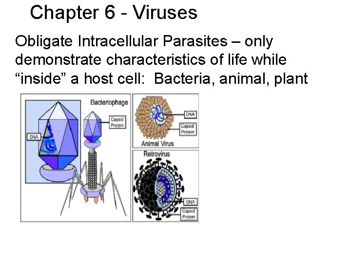 Chapter 6 - Viruses Obligate Intracellular Parasites – only demonstrate characteristics of life while