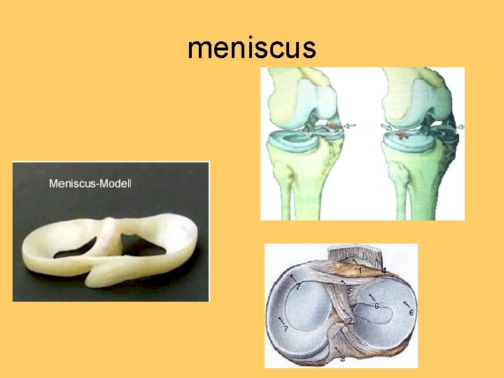 meniscus 
