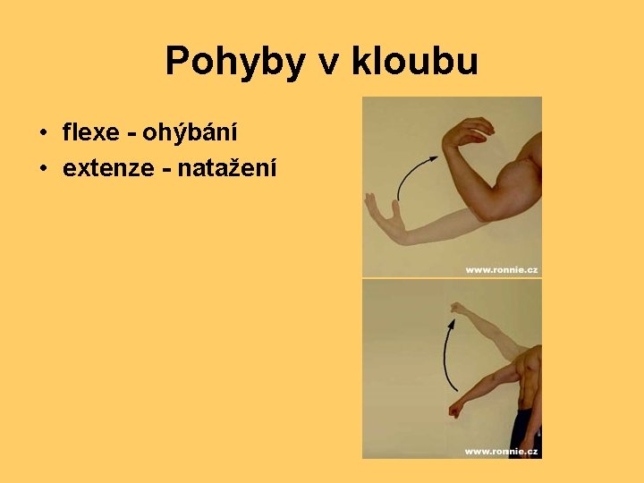 Pohyby v kloubu • flexe - ohýbání • extenze - natažení 