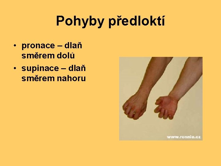 Pohyby předloktí • pronace – dlaň směrem dolů • supinace – dlaň směrem nahoru