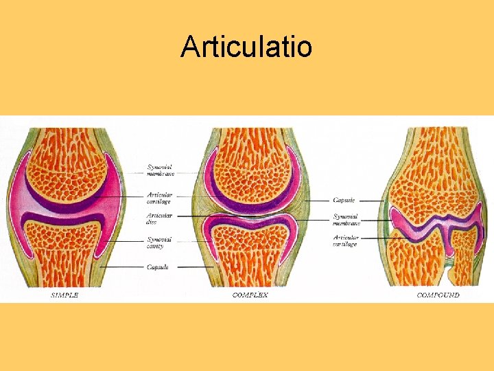 Articulatio 