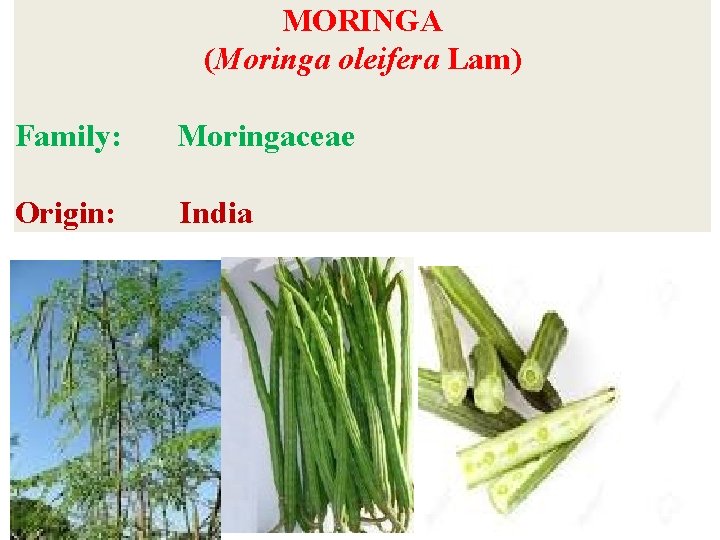 MORINGA (Moringa oleifera Lam) Family: Moringaceae Origin: India 