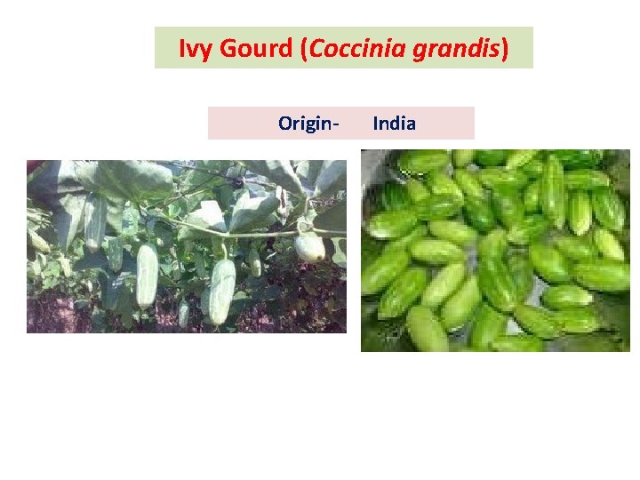 Ivy Gourd (Coccinia grandis) Origin- India 