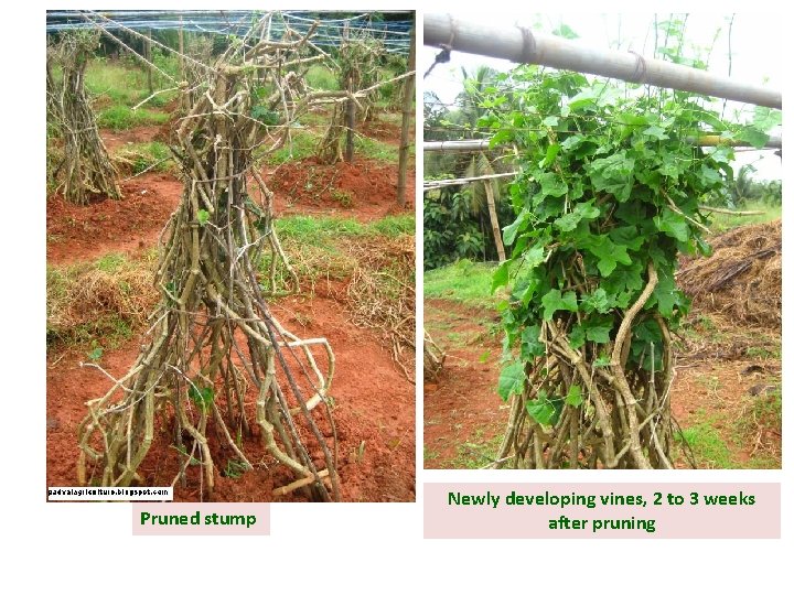 Pruned stump Newly developing vines, 2 to 3 weeks after pruning 