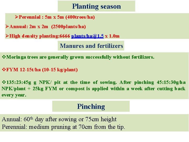 Planting season ØPerennial : 5 m x 5 m (400 trees/ha) ØAnnual: 2 m