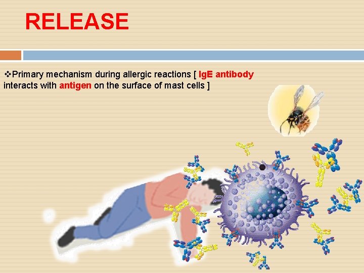 RELEASE v. Primary mechanism during allergic reactions [ Ig. E antibody interacts with antigen