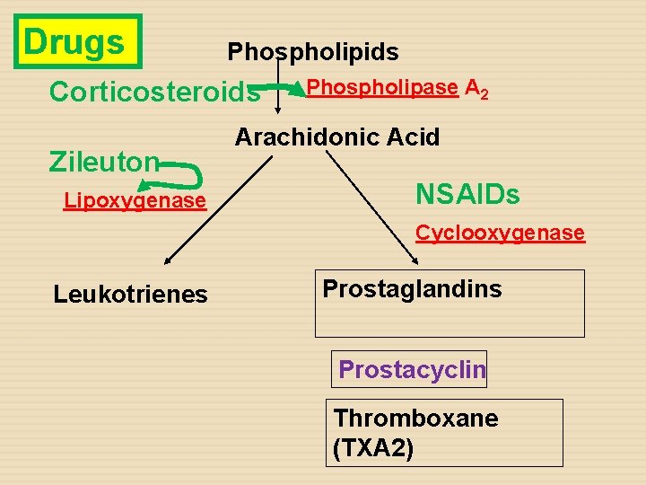 Drugs Phospholipids Corticosteroids Zileuton Lipoxygenase Phospholipase A 2 Arachidonic Acid NSAIDs Cyclooxygenase Leukotrienes Prostaglandins