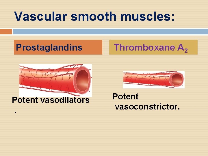 Vascular smooth muscles: Prostaglandins Potent vasodilators. Thromboxane A 2 Potent vasoconstrictor. 