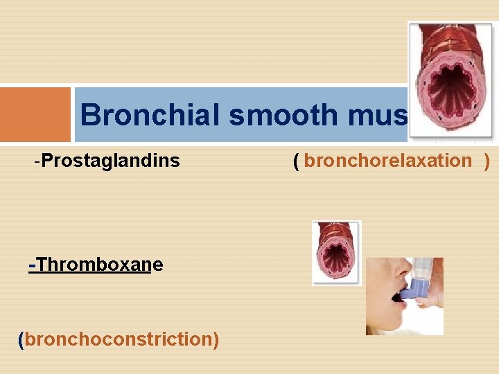 Bronchial smooth muscle: -Prostaglandins -Thromboxane (bronchoconstriction) ( bronchorelaxation ) 