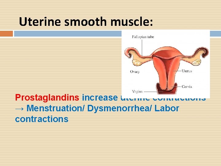 Uterine smooth muscle: Prostaglandins increase uterine contractions → Menstruation/ Dysmenorrhea/ Labor contractions 