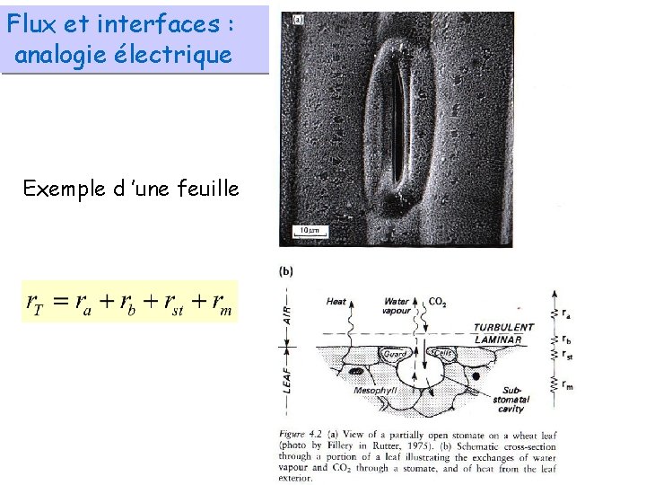 Flux et interfaces : analogie électrique Exemple d ’une feuille 