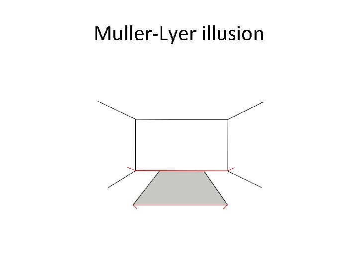 Muller-Lyer illusion 