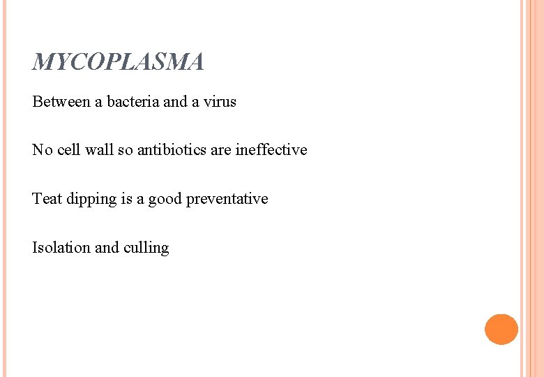 MYCOPLASMA Between a bacteria and a virus No cell wall so antibiotics are ineffective MYCOPLASMA Between a bacteria and a virus No cell wall so antibiotics are ineffective