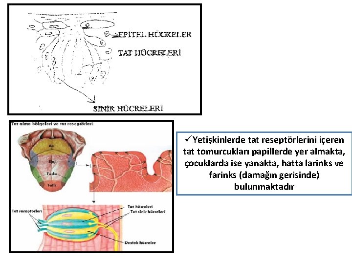 üYetişkinlerde tat reseptörlerini içeren tat tomurcukları papillerde yer almakta, çocuklarda ise yanakta, hatta larinks