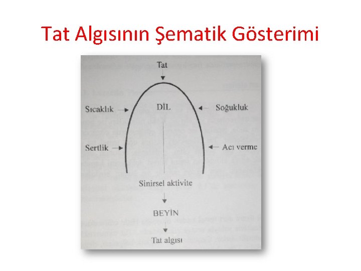 Tat Algısının Şematik Gösterimi 