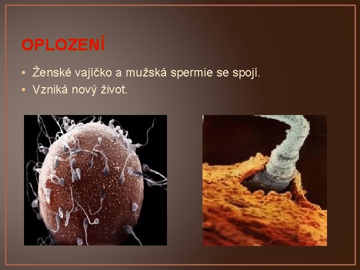 OPLOZENÍ • Ženské vajíčko a mužská spermie se spojí. • Vzniká nový život. 