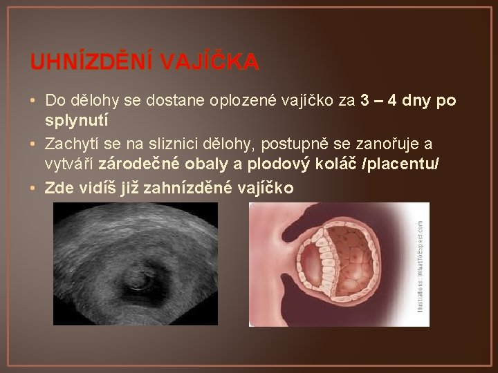 UHNÍZDĚNÍ VAJÍČKA • Do dělohy se dostane oplozené vajíčko za 3 – 4 dny