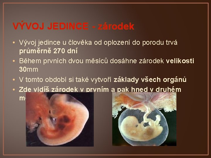 VÝVOJ JEDINCE - zárodek • Vývoj jedince u člověka od oplození do porodu trvá