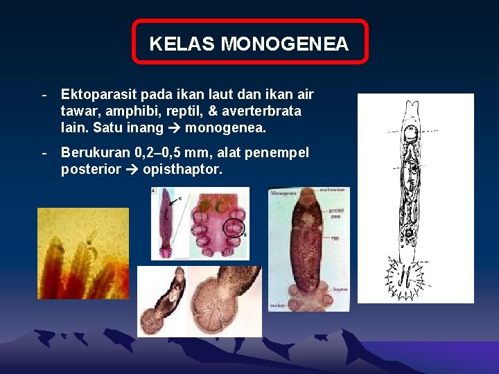 Férgek a szem kezelés mögött - Giardia uomo sintomi, Platyhelminthes kelas monogenea