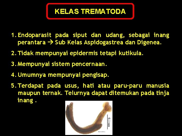 KELAS TREMATODA 1. Endoparasit pada siput dan udang, sebagai inang perantara Sub Kelas Aspidogastrea