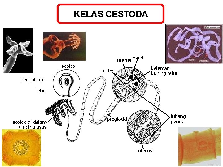 KELAS CESTODA uterus scolex testes ovari kelenjar kuning telur penghisap leher scolex di dalam KELAS CESTODA uterus scolex testes ovari kelenjar kuning telur penghisap leher scolex di dalam