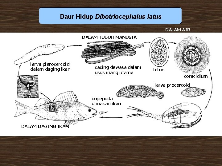 Daur Hidup Dibotriocephalus latus DALAM AIR DALAM TUBUH MANUSIA larva plerocercoid dalam daging ikan