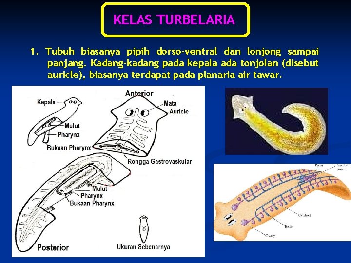 KELAS TURBELARIA 1. Tubuh biasanya pipih dorso-ventral dan lonjong sampai panjang. Kadang-kadang pada kepala