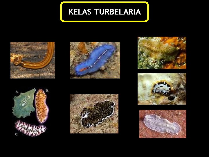 KELAS TURBELARIA 