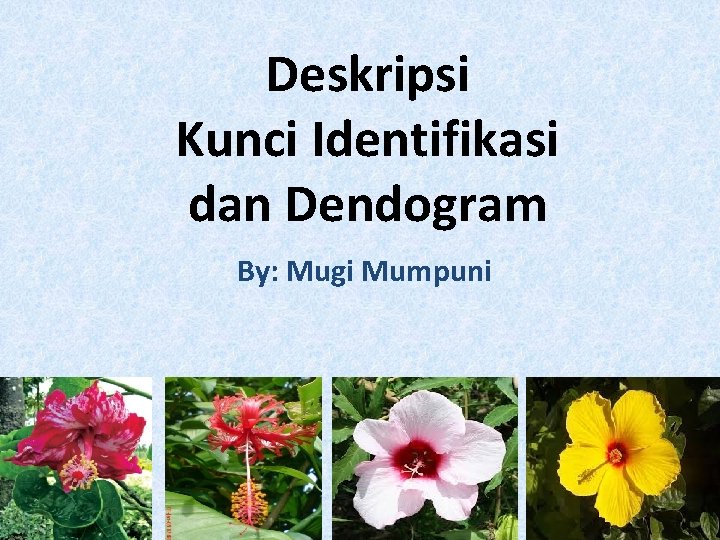 Deskripsi Kunci Identifikasi dan Dendogram By: Mugi Mumpuni 