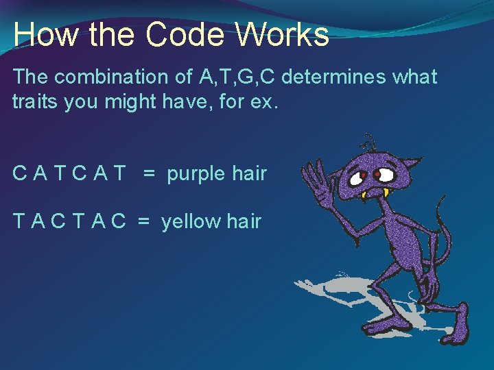 How the Code Works The combination of A, T, G, C determines what traits