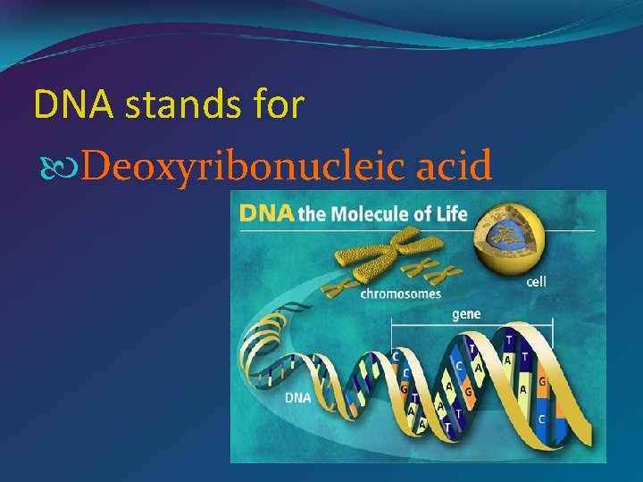 DNA stands for Deoxyribonucleic acid 