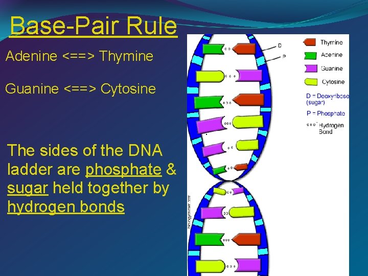 Base-Pair Rule Adenine <==> Thymine Guanine <==> Cytosine The sides of the DNA ladder